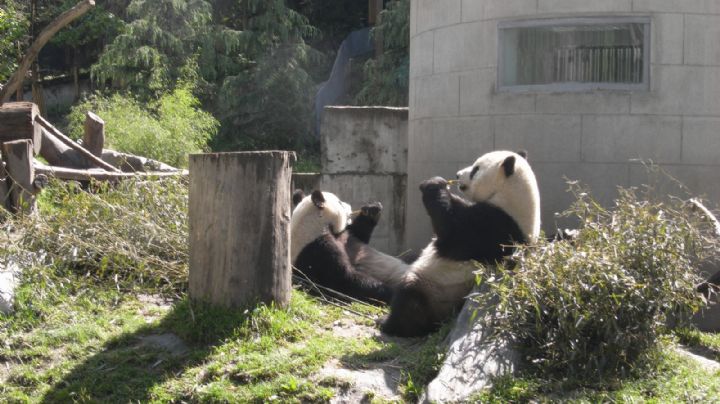 Murió el panda gigante que China le regaló a Taiwán