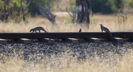 Un safari en Zimbabue, con un recorrido de 80 kilómetros en tren