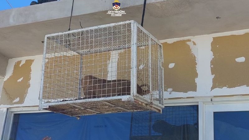 En allanamiento policial rescatan perros en estado de desnutrición y deshidratación