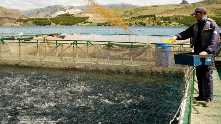 El Senasa niega la existencia de enfermedades en salmónidos de la Patagonia norte