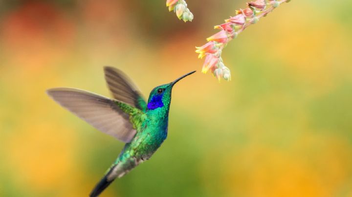 Datos curiosos de los colibríes, las aves más pequeñas del mundo
