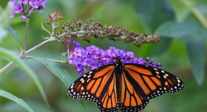 Curiosidades sobre las mariposas que te dejarán perplejo