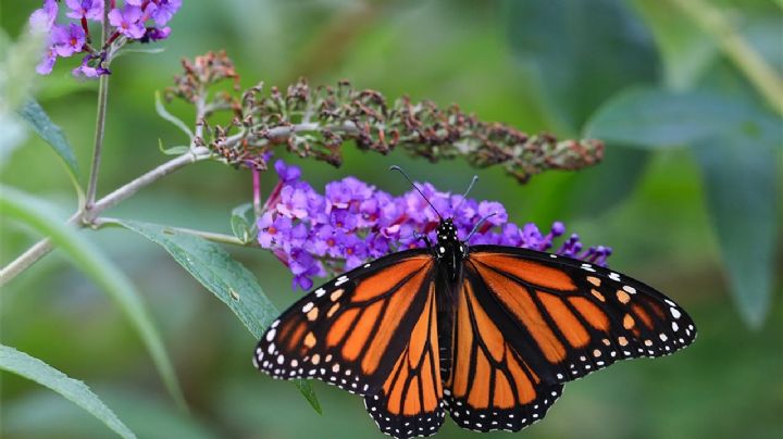 Curiosidades sobre las mariposas que te dejarán perplejo