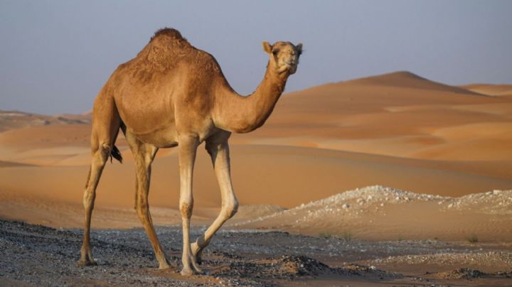 Datos curiosos acerca de los camellos, los amos del desierto