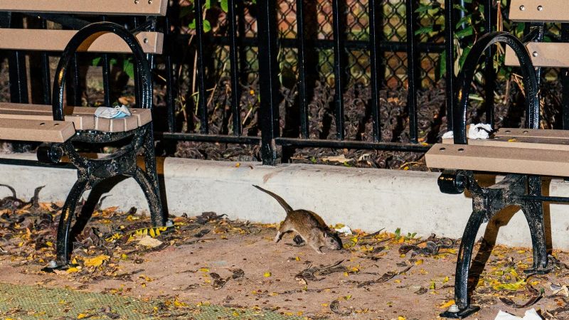 El gobierno de Nueva York busca un "Zar de las ratas" para solucionar la presencia de roedores