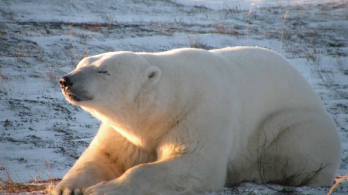 Declinó la población de "la capital mundial de los osos polares" en Canadá