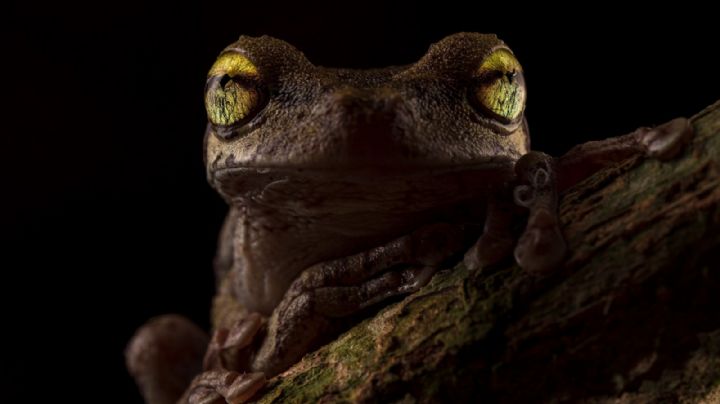 La imagen de una rana que ganó el premio a la mejor foto del año