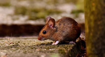 Parques Nacionales pide a turistas cuidarse de los roedores, para evitar el hantavirus