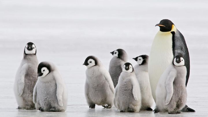 Curiosidades sobre los pingüinos, emblema de la Patagonia austral