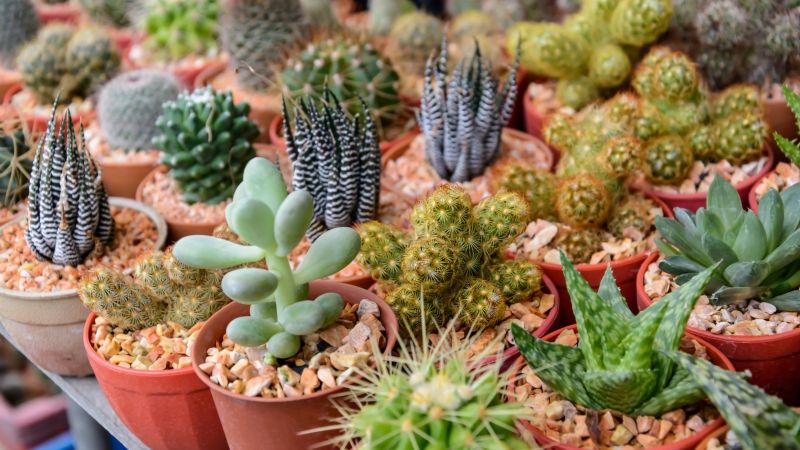 Claves para diferenciar los cuidados de los cactus y las suculentas