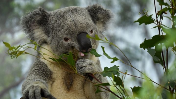 Tristeza: Australia tuvo que clasificar los koalas como especie en peligro