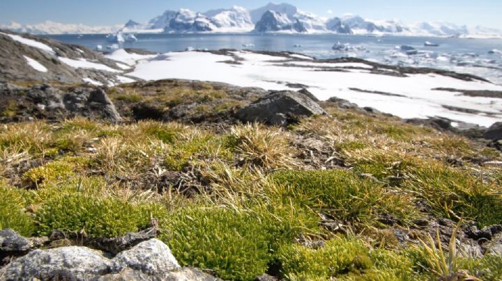 Las plantas nativas de la Antártida crecen como nunca antes: cuál es el enorme cambio que evidencian