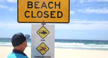 Ataque de tiburón blanco en Australia: cerraron varias playas de Sídney y buscan al animal