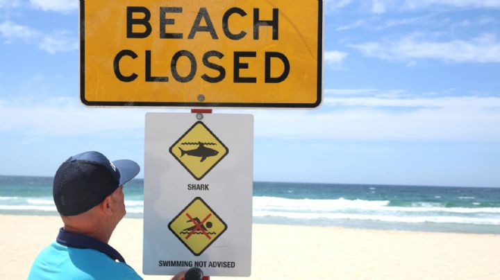 Ataque de tiburón blanco en Australia: cerraron varias playas de Sídney y buscan al animal