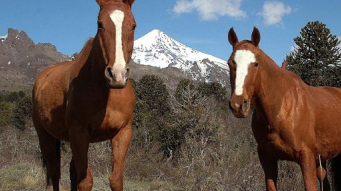 La Policía rescató a dos caballos en mal estado en Neuquén Capital