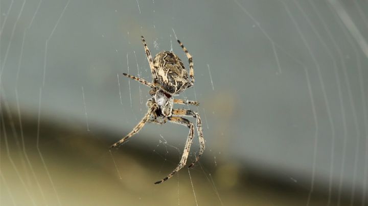 Descubrieron que una especie de araña usa su red para algo insólito