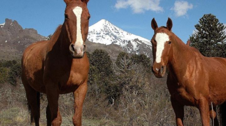 La Policía rescató a dos caballos en mal estado en Neuquén Capital