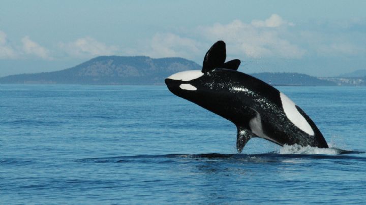 Video: así fue la increíble persecución de una orca a una embarcación en México