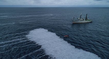 Las estremecedoras imágenes de una “alfombra” de 100 mil peces muertos en las costas de Francia
