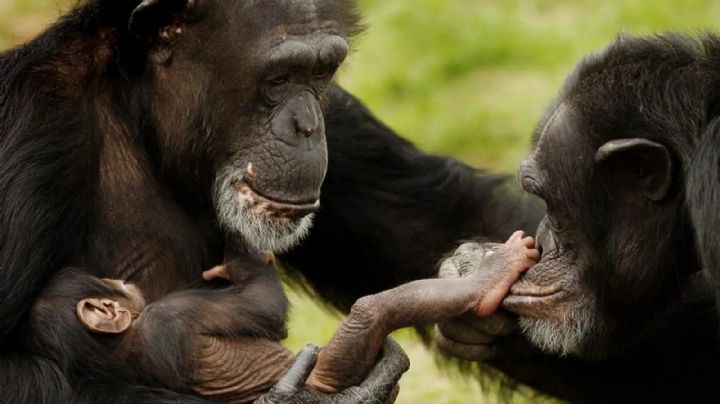 Asombroso: descubrieron que los chimpancés usan insectos para curar las heridas de los demás