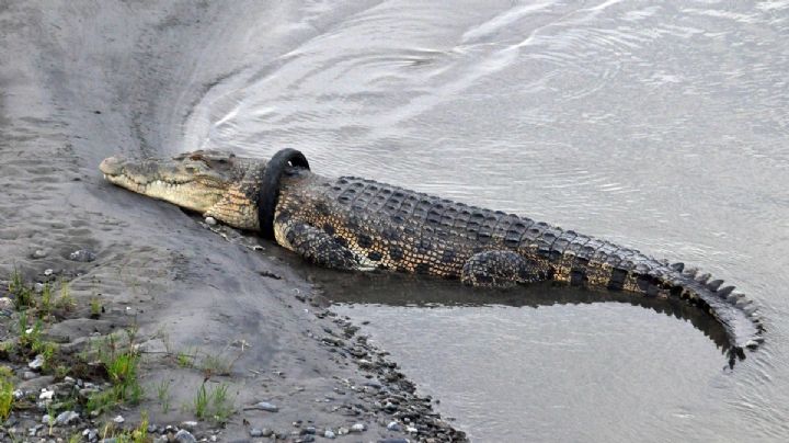 En Indonesia, un cocodrilo pasó años con un neumático en el cuello, pero unos vecinos lo liberaron