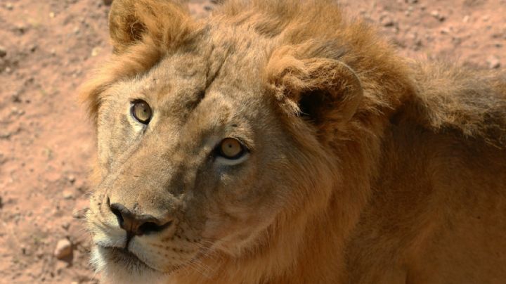 Sudán: en un país con hambre, unos voluntarios hacen lo imposible para alimentar a leones rescatados