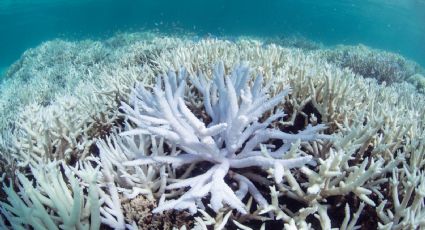 Alertan sobre un sexto blanqueamiento masivo de los arrecifes en Australia: de qué se trata
