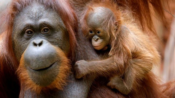 Como los humanos: los orangutanes cambian su “jerga” según el entorno social