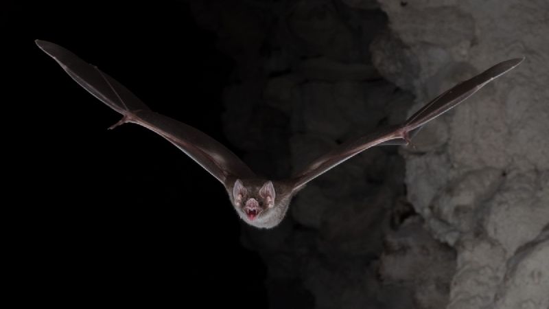 Descubrieron por qué los murciélagos vampiro son los únicos mamíferos que sobreviven solo con sangre