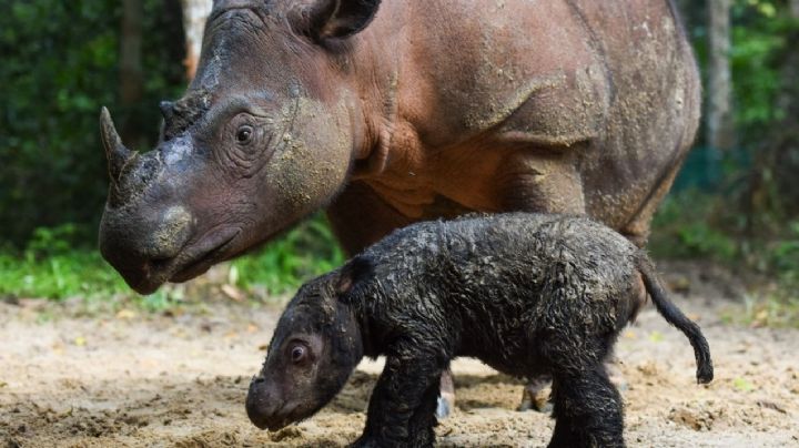 Un rayo de esperanza para las especies en peligro: nació un rinoceronte en Sumatra