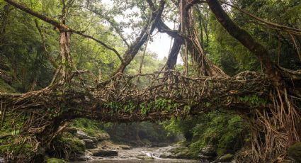 Los asombrosos puentes de raíces vivas de India también quieren su lugar en la Unesco