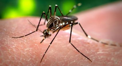 El virus del Zika podría ser más peligroso a causa de una pequeña mutación