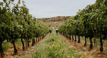 Cinco propuestas para conocer viñedos y bodegas de Neuquén