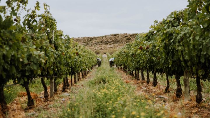 Cinco propuestas para conocer viñedos y bodegas de Neuquén