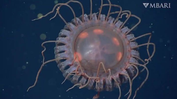 Como una nave espacial: descubrieron una inusual especie de medusa en California