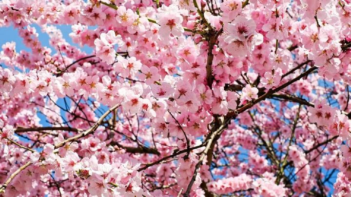 Por qué algunas personas quieren diversificar el hermoso y tradicional cerezo en Japón
