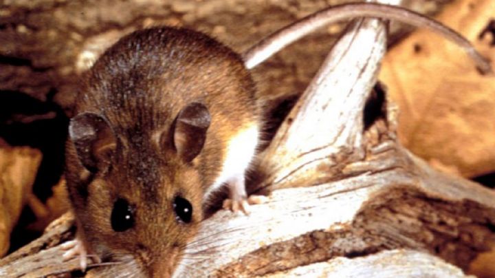 Alerta en Chubut: un hombre murió por hantavirus