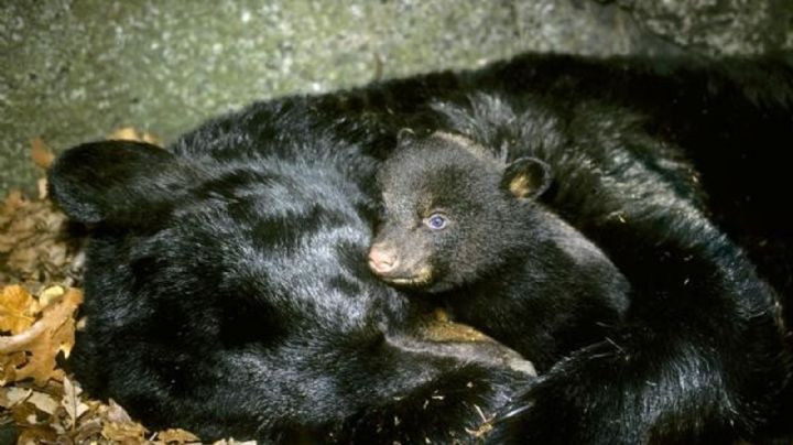 Cinco osos hibernaron durante meses bajo una casa, en Estados Unidos: los residentes no tenían idea