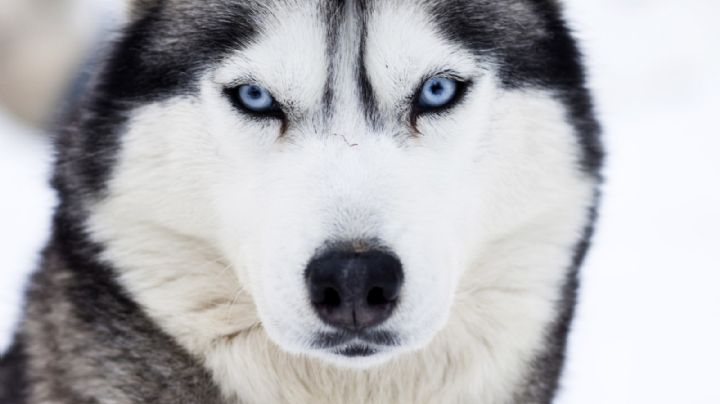 Creencia popular desbancada: la raza de los perros no determina su comportamiento