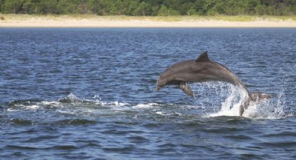 Los delfines tienen hábitos amistosos entre sí, pero esto también puede ser mortal