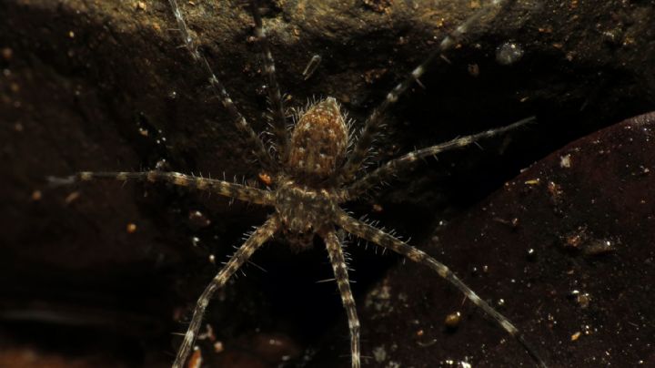 Descubrieron que una araña se protege con burbujas de aire para pasar mucho tiempo bajo el agua
