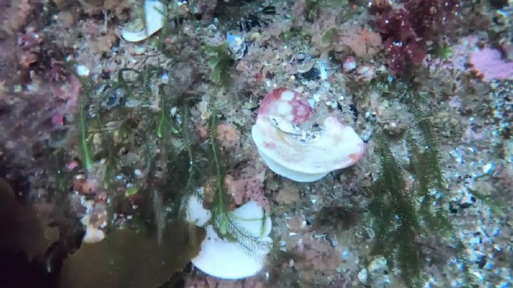 Después de los corales, las esponjas: por primera vez, reportan blanqueamiento en Nueva Zelanda