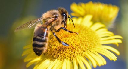 “Debemos proteger a las abejas”: el firme pedido de la ONU