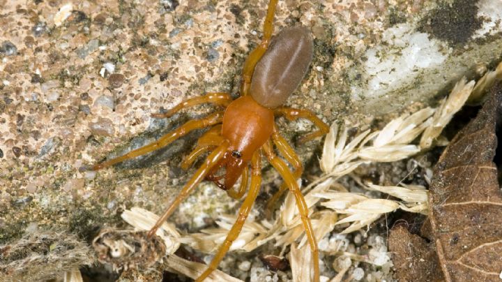 Cómo unas arañas de las islas Canarias demuestran la teoría de la evolución de Darwin