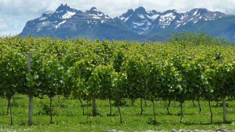 Chubut avanza con el Plan Vitivinícola Provincial
