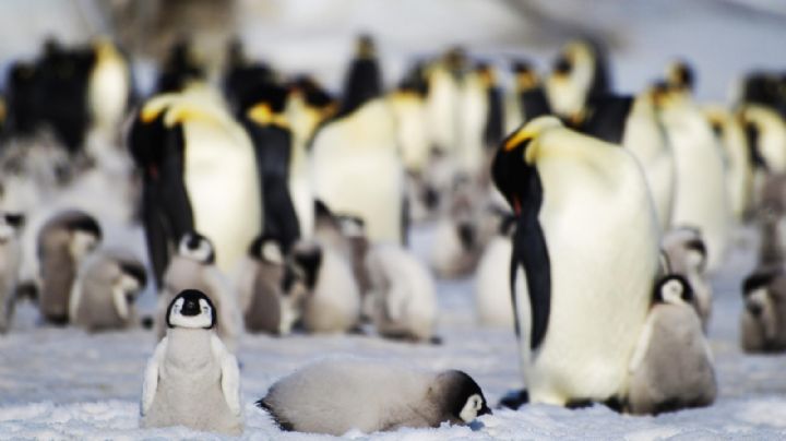 El pingüino emperador estará en grave peligro de extinción en las próximas décadas