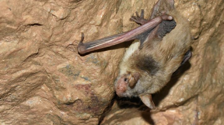 Descubrieron que una especie de murciélagos hace algo insólito para sobrevivir
