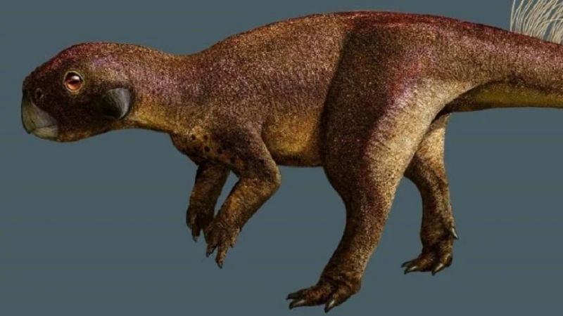 Descubrimiento en China: los dinosaurios también tenían una especie de ombligo
