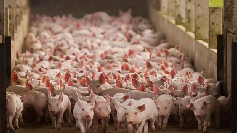 Se capacitaron 47 productores para que elaboren su propio alimento para ganado porcino