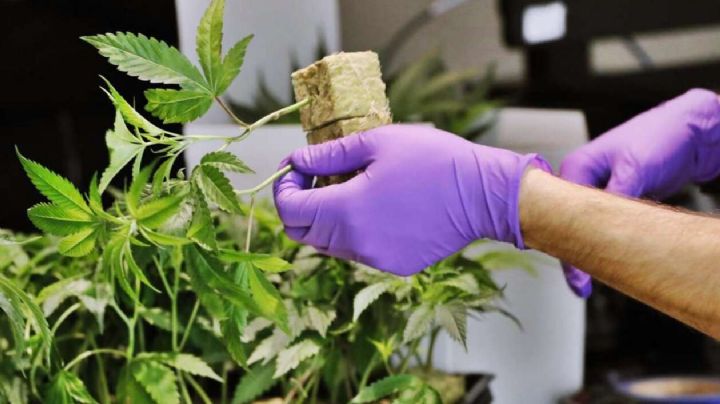 Cannabis: Dictarán capacitaciones para uso medicinal en Cipolletti
